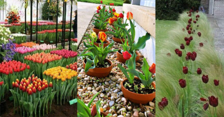 Tulip Edging 35 Tulip Garden Design Ideas - Flower Bed Layouts, Photos