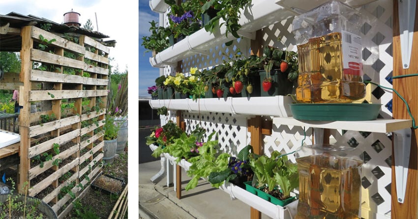 22 Backyard strawberry garden designs