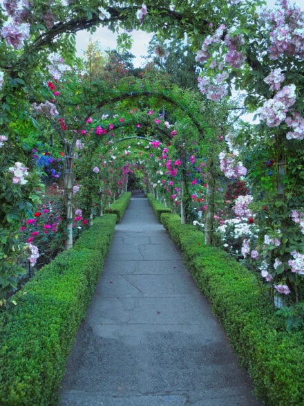 30 Beautiful Rose Garden Ideas for Your Backyard