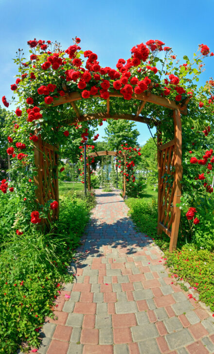 30 Beautiful Rose Garden Ideas for Your Backyard