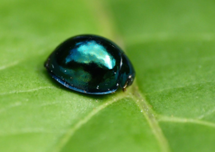 19 Types of Ladybugs In Your Garden: Common and Rare