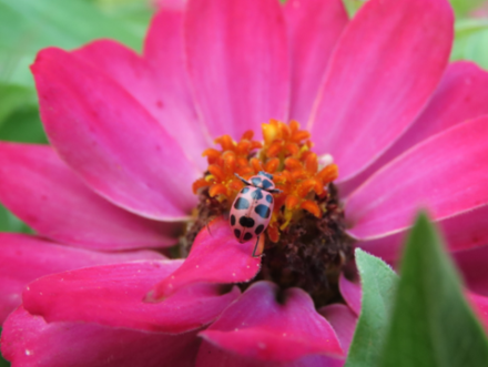 19 Types of Ladybugs In Your Garden: Common and Rare