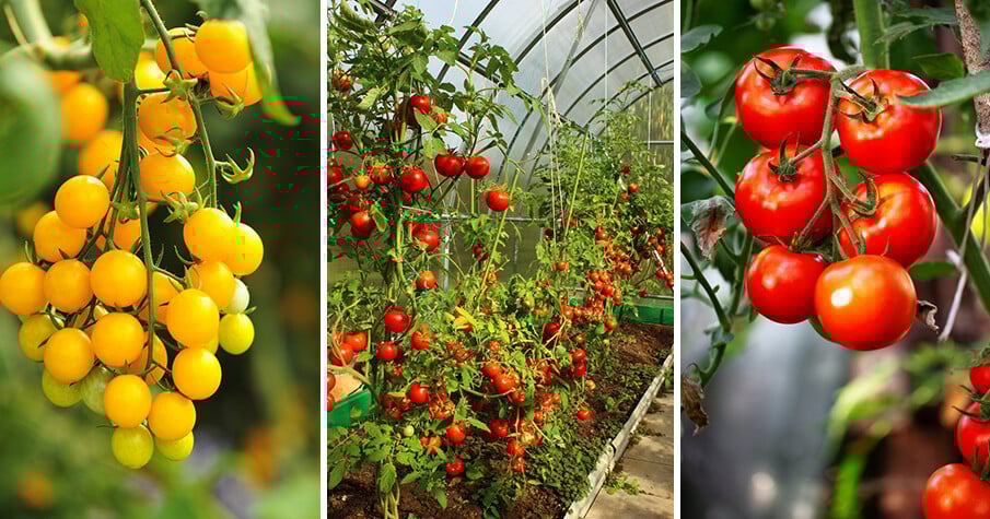 How to Grow Tomatoes in a Greenhouse 
