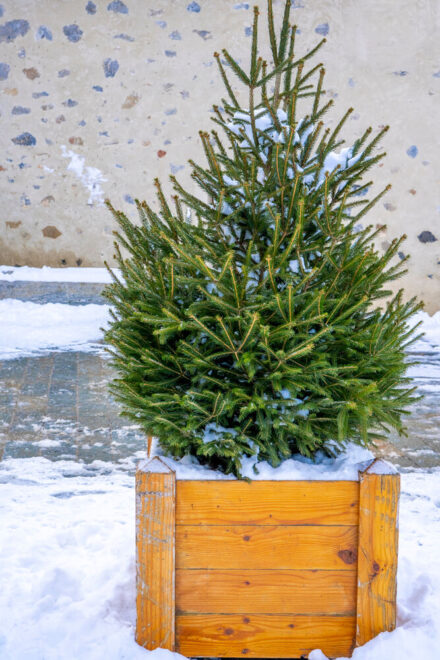 10 Fir Tree Ideas for Front and Backyard Landscape